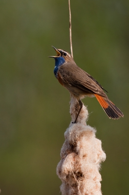 Deze foto heb ik rond 17:30 gemaakt. Ik was 's middags al eerder langs de plek gelopen, maar toen zat de vogel nog op een plek diep in het riet. Nadat ik weer terug ben gelopen heb ik nog een halfuurtje gewacht en verscheen de blauwborst op een andere plek in de rietkraag.