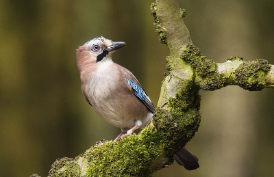 Na vele uren in de schuilhut kwam eindelijk de "bospolitie"langs. Het blijven schuwe en zeer alerte vogels.