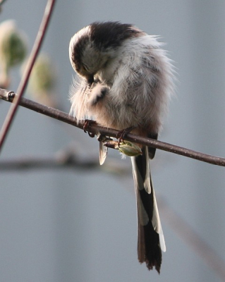 n van de staatmeesjes die bezig is een nestje te bouwen in de jeneverbes in mijn tuin