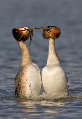 Ik ben al enige tijd bezig met het vastleggen van het baltsgedrag van deze fantastische beesten. Hier n van de vele plaatjes.

Canon 1DII 50/4 IS