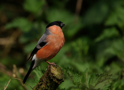 Veel goudvinken zijn terug. opvallend dat zo'n mooie vogel zo bescheiden kan zingen, wel een genot om naar te luisteren