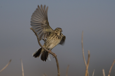 Een zalige ochtend in de Kroon's Polder op Vlieland. Het licht werkte fantastisch mee en de vogels ook.