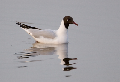 Afgelopen donderdag was ik op Texel ivm de opening van de Birdpix Expositie in Ecomare.
Tegelijkertijd heb ik ook de aankomende workshops op Texel voorbereid door lokaties te checken. Intussen heb ik zelf nog wat fotootjes meegepikt. De Kokmeeuw was in het late avondlicht druk aan het foerageren.