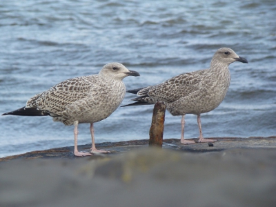 Uit verveling zat ik op een bankje, uit de wind, een beetje het wad af te scannen. Plots zie ik 2 jonge zilvermeeuwen enkele tientallen meters voor me. Ik besluit, omdat ik toch niks beters wist, om deze eens te gaan fotograferen. Al gauw bevinden de 2 bruine bolletjes zich zo'n 15 meter voor me. Op de knieen, daarna helemaal liggend om de hoek zo mooi mogelijk te maken kruip ik dichterbij. Uiteindelijk kom ik op zo'n 4-5 meter afstand. Het foto's maken kon beginnen. Meteen merk ik een afschuwelijk roestig stalen buisje op die uit de stenen omhoog rijst. Tja, weinig aan te doen. Ook was het lastig een goede kei uit te zoeken voor de voorgrond. Hierdoor mist er net een beetje van de poten van de linkermeeuw, jammer!