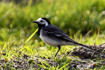 Is dit nu een witte of een rouwkwikstaart? Er is immers geen duidelijke grens tussen flank en borst.