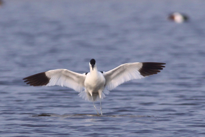 Zittend op een graszode met de camera op een laag standpunt deze landing (of hoe noemt dat op water?) kunnen vastleggen.