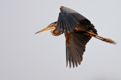 Gisterenavond naar Ameide gegaan om de purper reigers te fotograferen. 
Helaas was het zonnnetje al snel vertrokken om ook niet meer terug te komen. 
De dijk (met meerdere fotografen) stroomde dan ook snel leeg.
Toch nog deze foto kunnen maken.