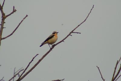 Mooie dag in de duinen. Eerste Tapuit voor mij.Mooi gelukt deze foto.