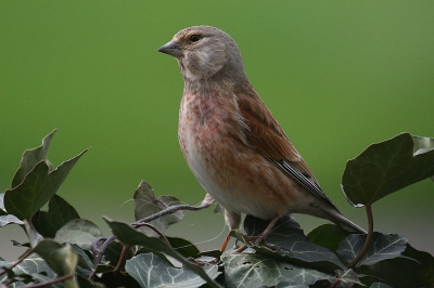 De vogeltjes zitten op onze klimophaag en zijn daar aan het nestelen. Ik weet niet of het een kneu danwel een fratertje is, daarvoor zie ik ze te weinig. Fantastisch om te zien hoe vlijtig ze zijn.