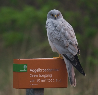 Als een prachtige vogel als deze op een dergelijk bord gaat zitten en zich ook nog door mij vanaf een meter of 15 uit de auto laat fotograferen......Mijn weekend was op de eerste ochtend al helemaal geslaagd. Als ik op het origineel inzoom is te zien dat deze man op zijn rechterpoot een metalen ring heeft. Waarschijnlijk is het dus dezelfde als vorig jaar, die ook een dergelijke ring droeg.