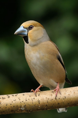 Nog maar n van de appelvink die een poos terug bij ons in de tuin zat.