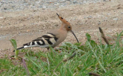 I've been looking for this bird for a long time and finally found it at the very place I saw it for the first time two years ago! I unfortunately didn't manage to take a good pic of it...