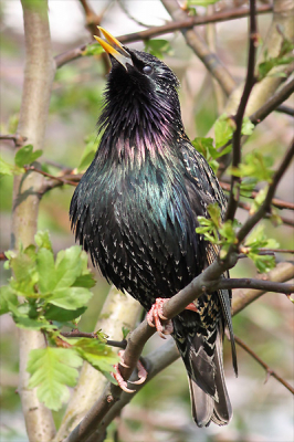 Weet iemand wat voor vogel dit is? Dit beestje blies zichzelf helemaal op en zijn vacht ging recht overeind staan. Waarom doet hij dat?