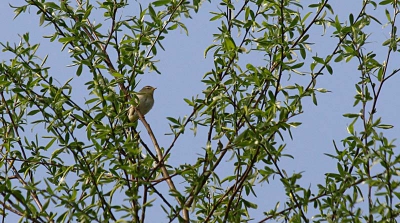 Foto gemaakt in de Deventer uiterwaarden. Vogel zat hoog in de boom. Ik ging eerst uit van een tjiftjaf maar de kleuren van de kop lopen door tot halverwege de borst en dat kom ik in alle voorbeelden weer niet tegen... Ik heb dus eigenlijk geen idee.