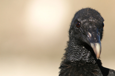 5 maanden in centraal america gereisd. erg mooie birdlife kunnen zien. costa rica was het best