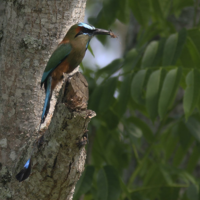 5 maanden in centraal america gereisd. erg mooie birdlife kunnen zien. 
ik had de motmot al weleens eerder gezien, maar toch vaak een schuw vogeltje, blij met deze shot