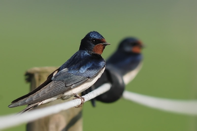 Helemaal niet schuw ik zat gewoon naast ze misschien kennen ze me nog van vorig jaar. Leuk om te vermelden, ze zitten 's ochtends met z'n 2en te wachten dat ik deur van de stal open doe zodat ze naar buiten kunnen 's avonds heerhaalt zich dit alleen dan moeten ze naar binnen