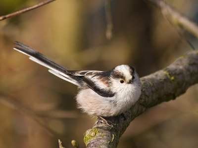 Geschoten aan het Eemskanaal ter hoogte van Appingedam. Deze mezen waren druk bezig een nest te bouwen in een hoge heg. Ze trokken zich niets van mij aan.