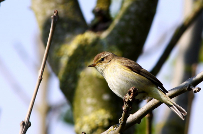 Toen ik uit de vogelkijkhut kwam, waar geen enkele vogel voor de lens kwam, zat deze vogel vlak voor mij op een tak. Vlug de driepoot neergezet en deze foto genomen.