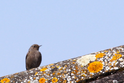 Toen ik mijn wagen in de straat parkeerde zag ik deze vogel zitten. Ik nam 3 foto's (alle van de voorzijde) en hij vloog weg ...