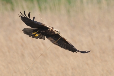 IJverig bouwend aan een nest worden takken en riet aangevoerd door zowel man als, in dit geval de vrouw. Vanaf de dijk (samen met nog een aantal andere vogelaars) dit schouwspel tijdje bekeken.