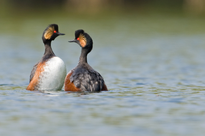 Ook ik ben maar eens bij de geoorde futen gaan kijken. Op een gegeven moment begon een paartje te baltsen op grote afstand. Ik heb de foto aardig moeten croppen maar ik vond het moment de moeite waard om hier te tonen.