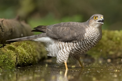 Vandaag in een boshut kunnen vastleggen. Deze sperwer kwam 2 minuten biuurten. Genoeg om een paar fraaie foto's te kunnen maken.
