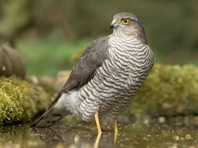 Nog een foto van de sperwer die vanmiddag de boshut bezocht. Ben waanzinnig blij met de foto's van deze fraaie vogel. Foto is alleen van 3:2 naar 4:3 gecropt.