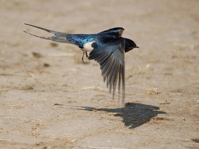 Na ongeveer 600 foto's te hebben gemaakt van de bruine kiekendief, nog tijd over voor deze snelle jongens, deze zette net zijn landing in, tijdens schitterende dag