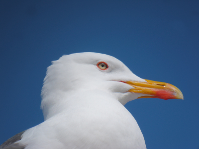 Onder een staalblauwe hemel dit indringende oog. Deze achtergrond is ideaal voor een witte vogel.
