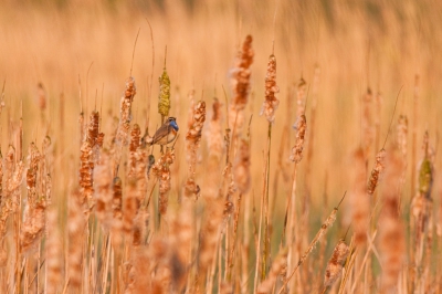 Ik weet niet of deze foto aansluit bij Birdpix, maar dit is zeker wel mijn smaak. Ik ben benieuw of deze foto gwaardeerd wordt