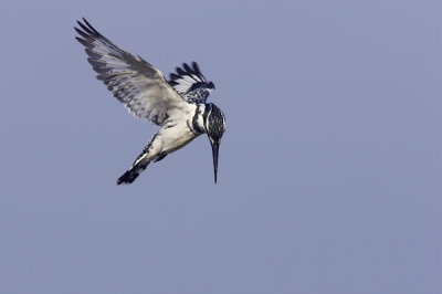 Helaas was ik net terug naar 'landscape' orientatie gegaan met de camera, maar ik heb hem zo gelaten, omdat ik anders te veel moest croppen.

Dit zijn 6.8 vd 8.2 MP, net als de vorige trouwens waar ik het vergeten ben te noemen. Dit vooral om de positie in het frame iets te verbeteren.