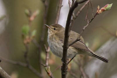 Zijn wel bewegelijke vogeltjes zeg, zitten nooit langer dan een paar seconden stil.