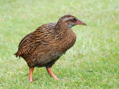 Een endemische soort. Schijnt op bp nog niet voor te komen, hoewel de weka met name op het Zuidereiland van NZ vrij algemeen is. Dit is mijn eerste foto op birdpix. Ben (nog) niet zo'n vogelkenner. Ben benieuwd wat jullie ervan vinden.