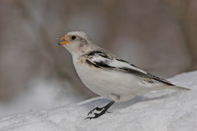 Tijdens het fotograferen van deze tamme sneeuwgorzen moesten we in een wak staan om een beetje laag standpunt te hebben alleen kwam ik er ook achter dat er een groot gat in me laars zat. Aangezien het water nog rond het nulpunt is kreeg ik meer het gevoel dat er een ijsklomp aan me been vast zat :p