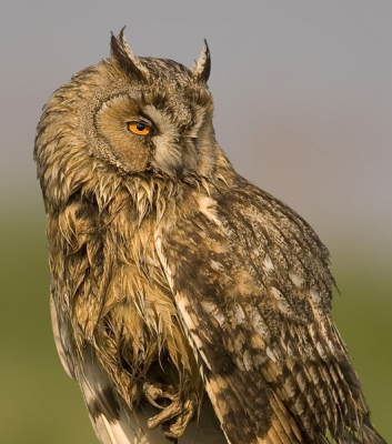 Nog een foto van gisteren van de ontmoeting met de Ransuil.
Hier zat de uil zo dichtbij dat het niet meer paste, wel is duidelijk het oog van deze prachtvogel te zien. Ook is goed te zien hoe nat zijn verenpak is van de duiken in het natte gras.
Hop niet dat hij gaat vervelen.