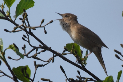 Altijd op te grote afstand. Nu eindelijk dichbij genoeg voor mijn 300mm + TC 1.4.
Een prozaisch vogeltje om te zien maar het blijft fascinerend om dit bruine vogeltje zo energiek te horen snorren.