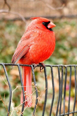 Tijdens een wandeling in Central Park kwam deze vogel op zo'n 5-tal meter van mij zitten. Ik had nooit gedacht van in de Big Apple aan vogelfotografie te doen.