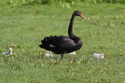 Al een jaren leven hier een groep Zwarte Zwanen in het wild. Ondanks dat ze in open veld leven zijn ze wel schuw. Dat ze zich prima thuis voelen in Nederland blijkt wel aan de jongen...