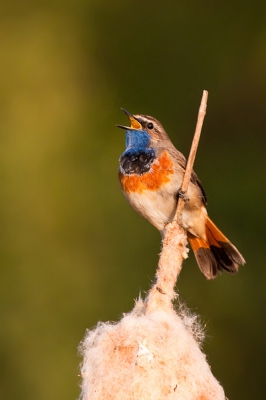 De vorige avond had ik een paar uur voor niks bij het riet gestaan, de blauwborst wilde niet echt meewerken. Maar de volgende ochtend was het wel raak.