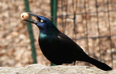 Wie trekt nu naar New York met een telelens. Een groothoek ja. En dan stel je vast dat in Central Park tientallen vogels zitten die je nog nooit eerder gezien hebt. Dit is er een van.