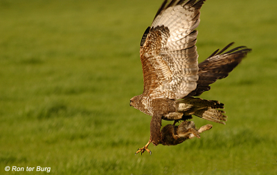 In een prachtige zeefduik vloog deze Buizerd voor mijn auto langs, pikte even verder een konijntje uit het land en vloog weer verder. Ik kon dit moment net op tijd op de gevoelige plaat vastleggen.