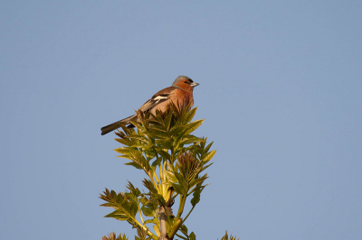 Deze vink zong vanaf het uiterste topje van de boom zn hoogste lied in de volle zon