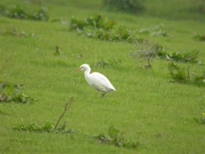 Vandaag is de koereiger weer teruggevonden. foto gemaakt om 19.00 met een waterig zonnetje