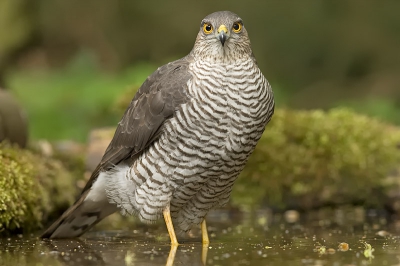 Deze sperwer keek me lekker frontaal aan. Met de 300 mm lens. Kom hem niet ruimer kaderen want de foto is full frame.