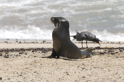 Ik was de zeeleeuwen aan het fotograferen en filmen. Ze waren aan het spelen in de golven en kwamen af en toe even op het strand liggen. Ineens verscheen er een lavameeuw ten tonele, die heftig begon te schreeuwen. De zeeleeuw was "not amused". Mijn focus lag niet op de vogel, maar ik vond het wel een aardig plaatje.