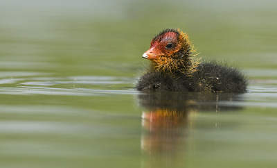 Een paar dagen geleden een paartje Meerkoeten met jongen tegen gekomen en gisteren met camera even er naar toe gegaan. Wel een tijdje op de helaas natte grond moeten liggen voor dat ze een beetje uit het riet  kwamen. Angelique