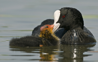Het was heel leuk om te zien om hoe meerkoeten met elkaar om gaan. Dit kleine Meerkoetje had net wat te eten gekregen en daarna knuffelde het z'n vader/moeder. Heel vertederend om te zien en gelukkig ook kunnen vastleggen. Angelique