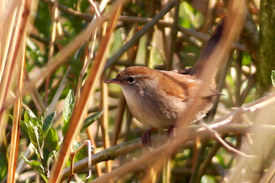 Geruime tijd gewacht in de vogelkijkhut "De Bergeend" vooraleer deze voor de lens kwam. Zijn zo duidelijke en heldere roep hoorde ik regelmatig maar ik kon slechts n foto nemen en hij  was weg.