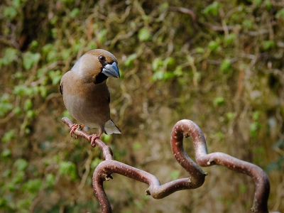 59 mm, F/8, iso 800, 1/50 sec. In de tuin het statief opgesteld en een paar dagen laten staan zodat de bezoekende vogels wat konden wennen. Snoeiafval van de kronkelhazelaar op de voorgrond en de hazelaar zelf tegen de muur van de buren is de achtergrond. Het is een foto van deze appelvink geworden omdat we erg kunnen genieten van het stel dat iedere avond even langskomt.